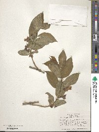 Lonicera involucrata image