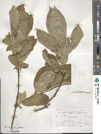 Lonicera involucrata image