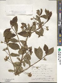 Lonicera involucrata image