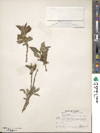 Lonicera involucrata image