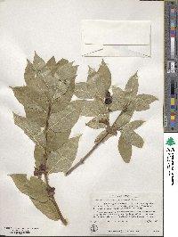 Lonicera involucrata image