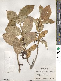 Lonicera involucrata image