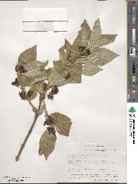 Lonicera involucrata image