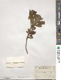 Lonicera involucrata image