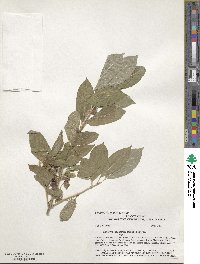 Lonicera involucrata image