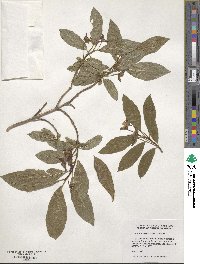 Lonicera involucrata image