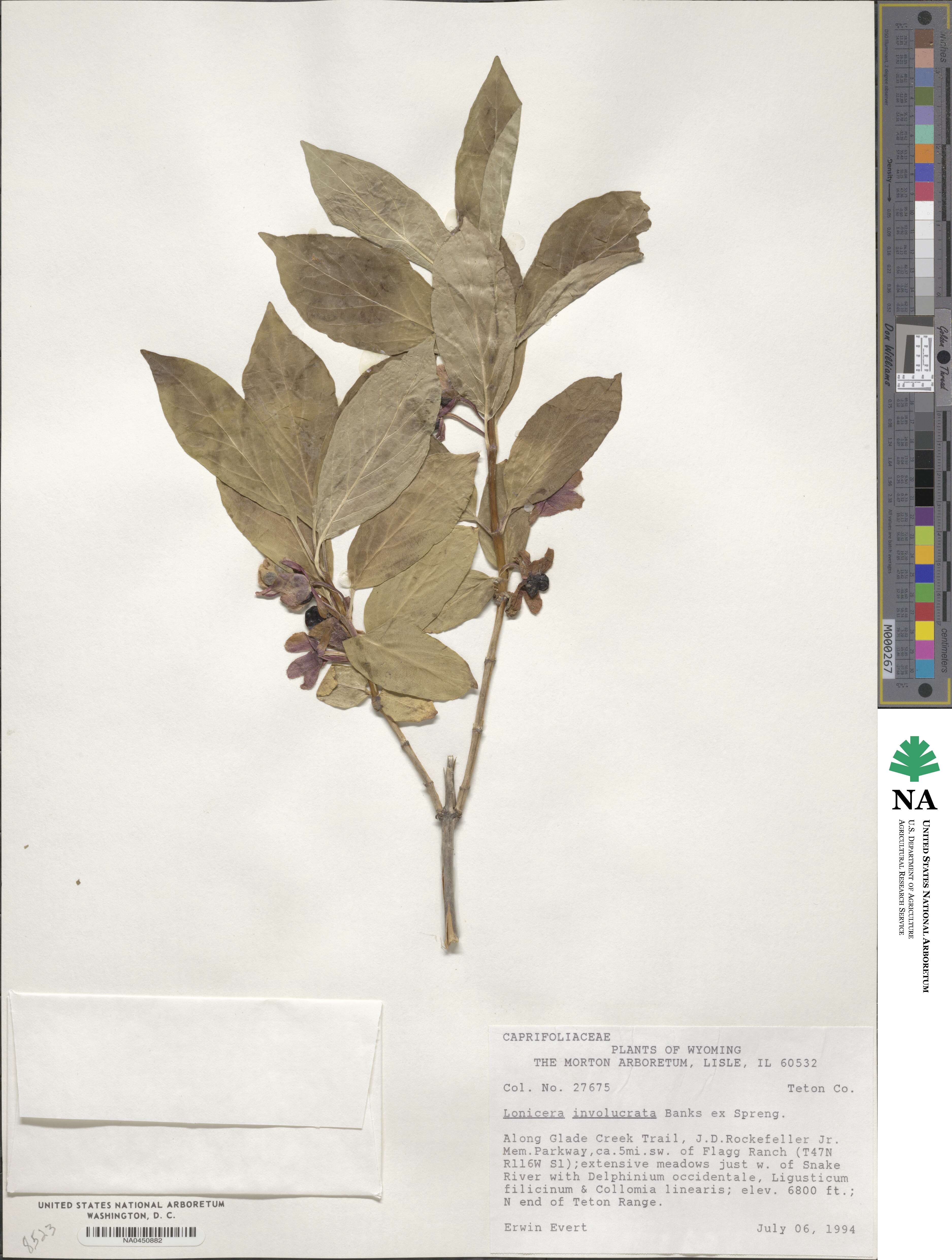 Lonicera involucrata image