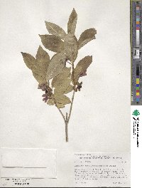 Lonicera involucrata image