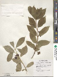 Lonicera involucrata image