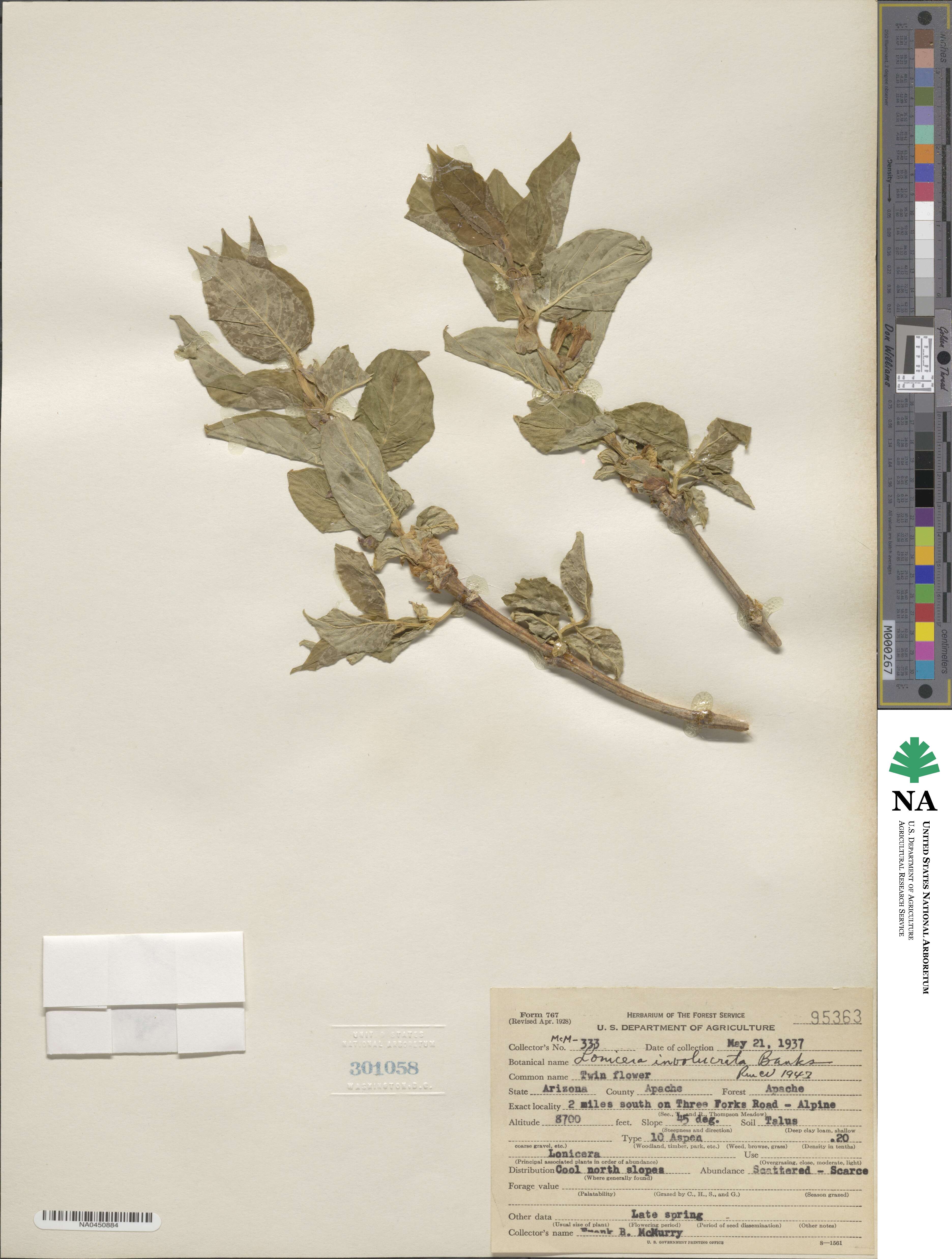 Lonicera involucrata image