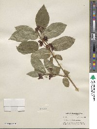 Lonicera involucrata image