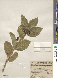 Lonicera involucrata image