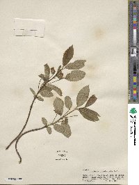 Lonicera involucrata image