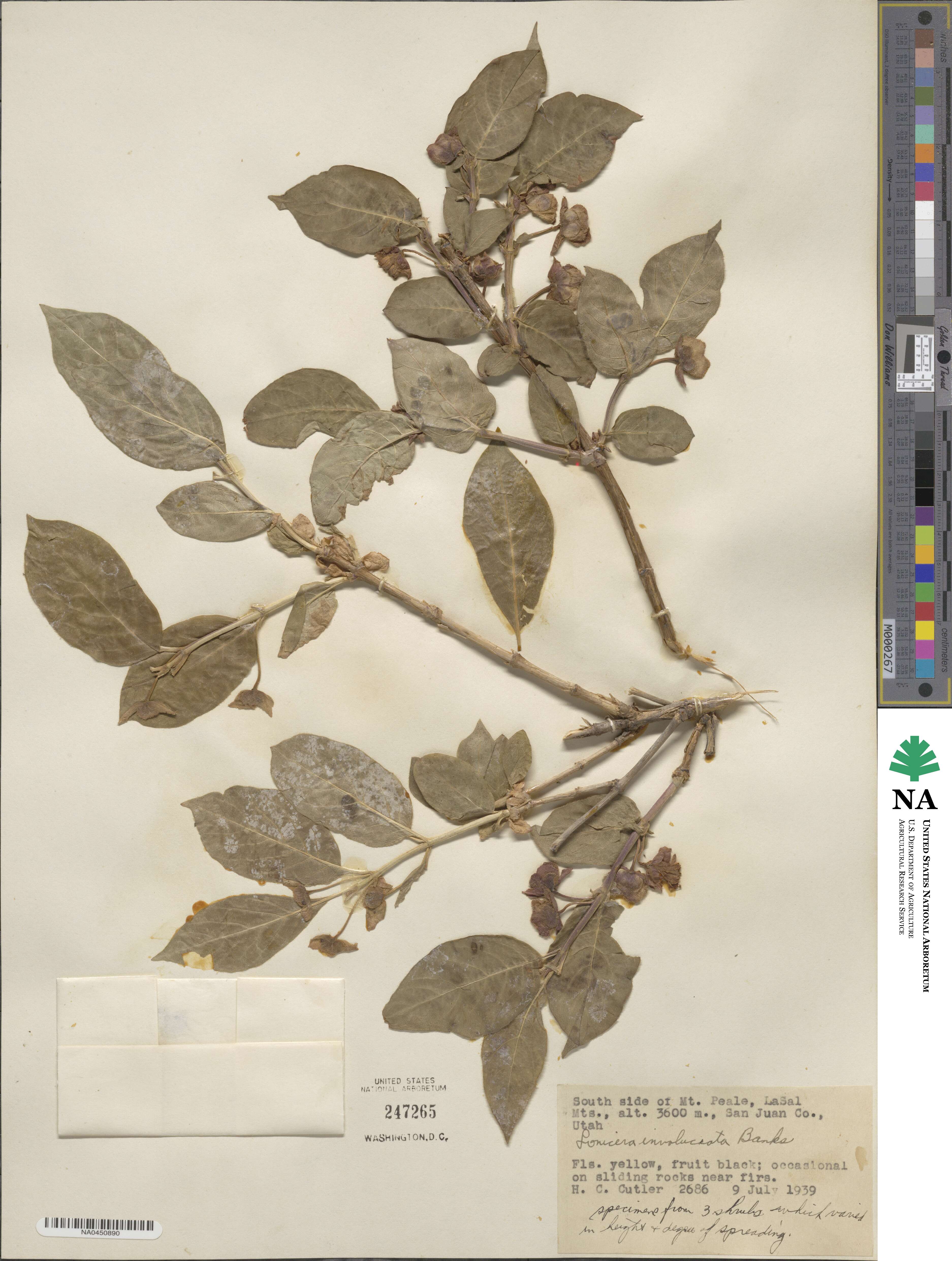 Lonicera involucrata image