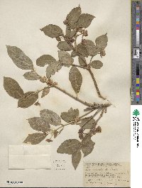 Lonicera involucrata image