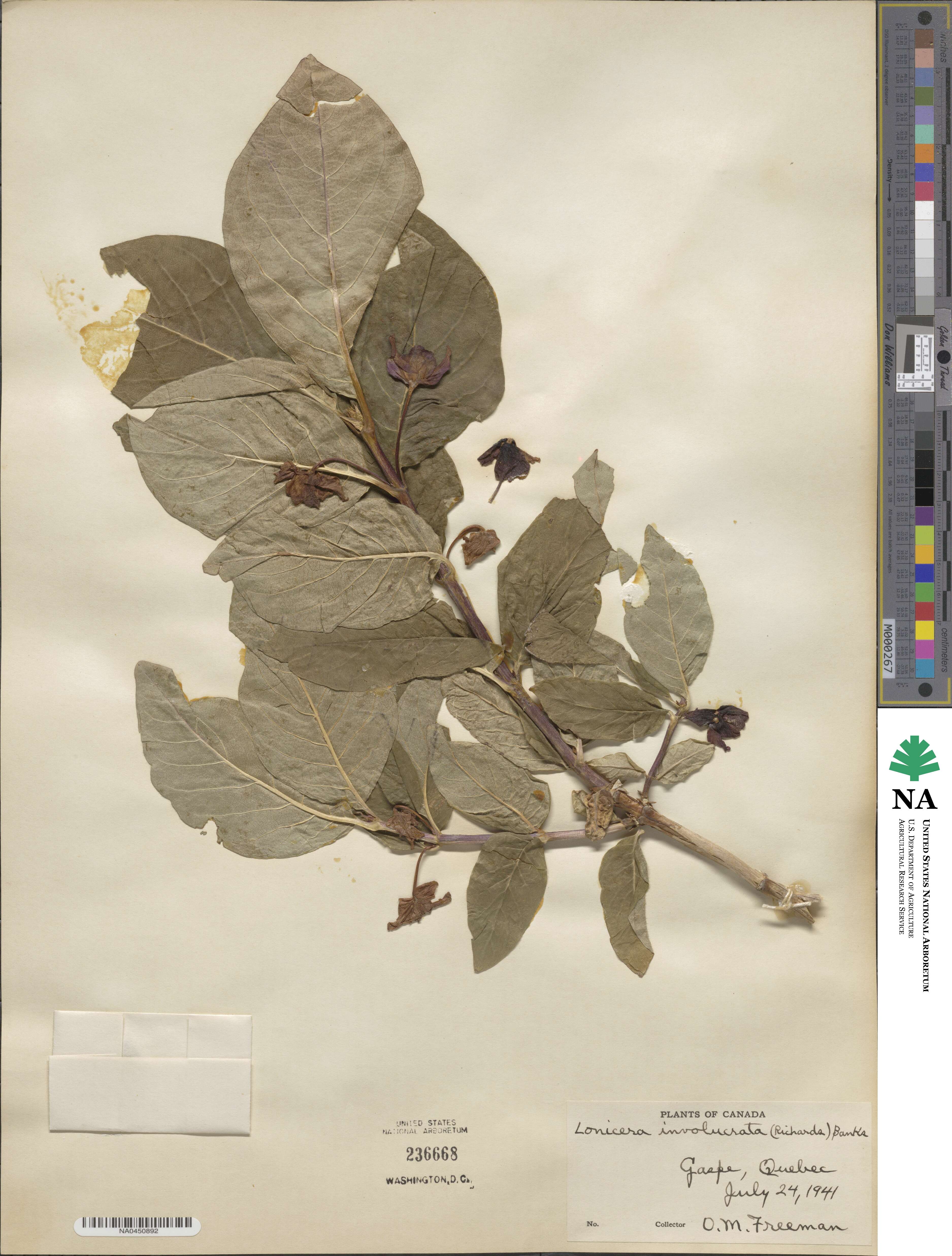 Lonicera involucrata image