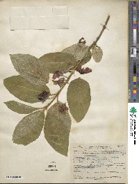 Lonicera involucrata image