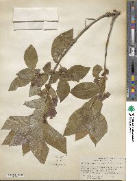 Lonicera involucrata image