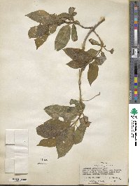 Lonicera involucrata image