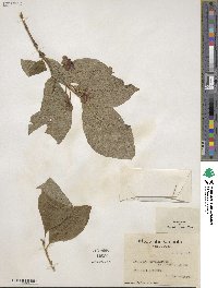 Lonicera involucrata image