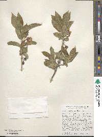 Lonicera involucrata image