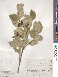 Lonicera involucrata image