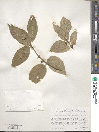 Lonicera involucrata image