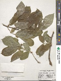 Lonicera involucrata image