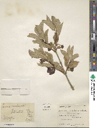 Lonicera involucrata image