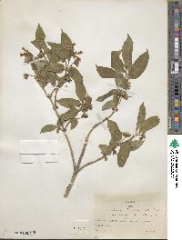 Lonicera involucrata image