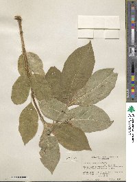 Lonicera involucrata image