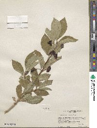 Lonicera involucrata image