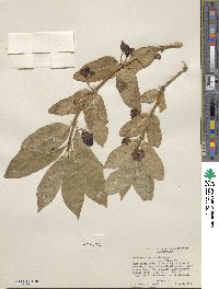 Lonicera involucrata image