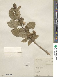 Lonicera involucrata image