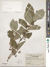 Lonicera involucrata image