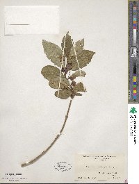 Lonicera involucrata image