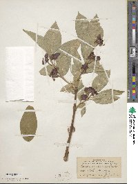 Lonicera involucrata image