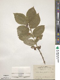 Lonicera involucrata image