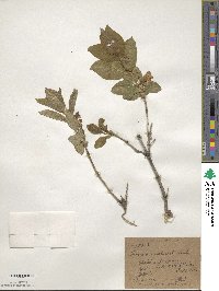 Lonicera involucrata image