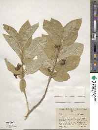 Lonicera involucrata image