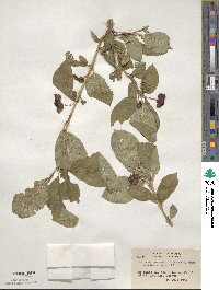 Lonicera involucrata image