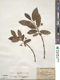 Lonicera involucrata image