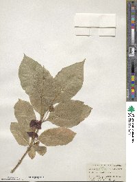 Lonicera involucrata image