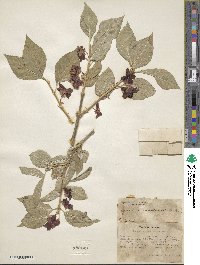 Lonicera involucrata image