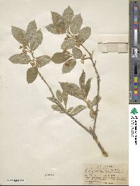 Lonicera involucrata image