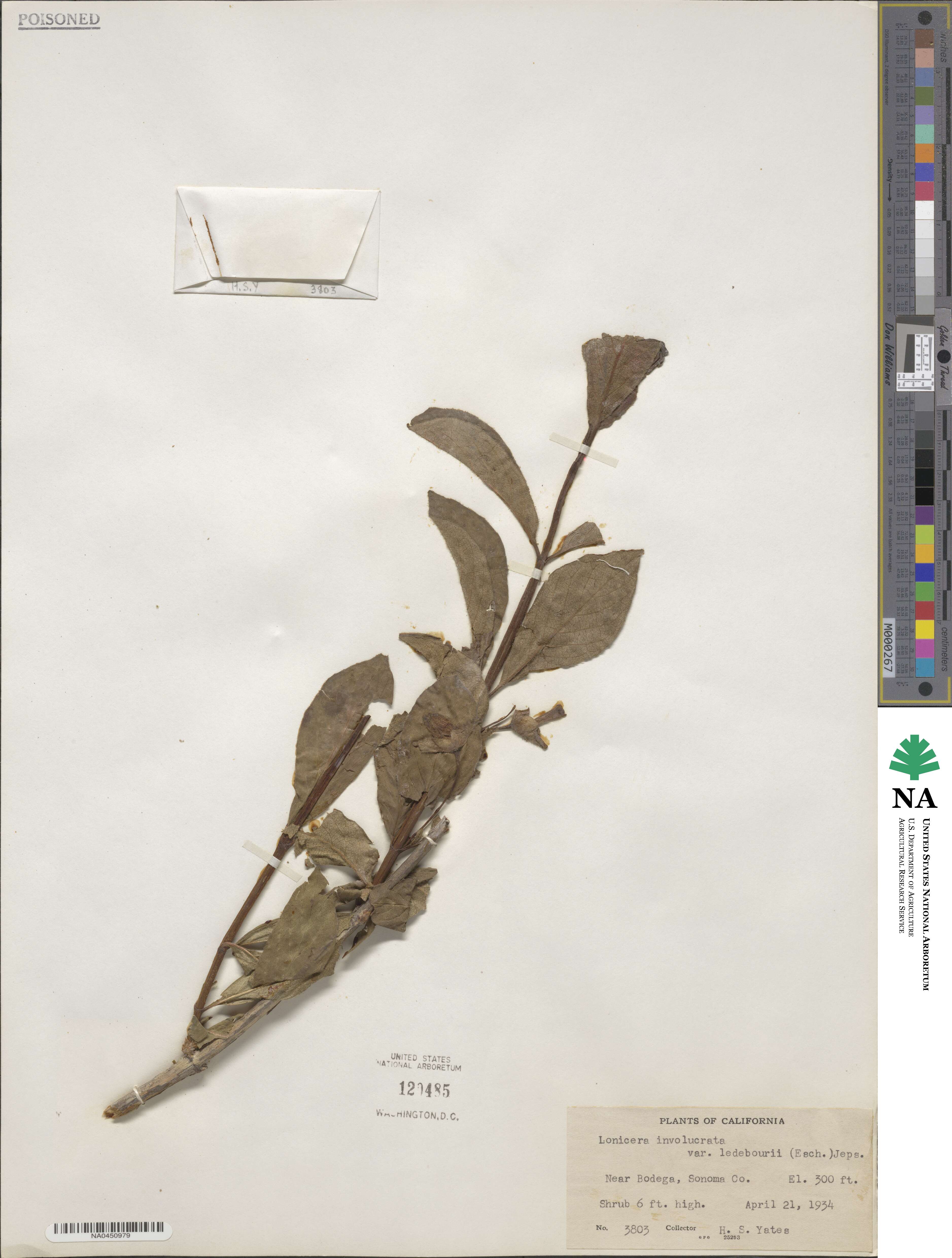 Lonicera involucrata var. ledebourii image