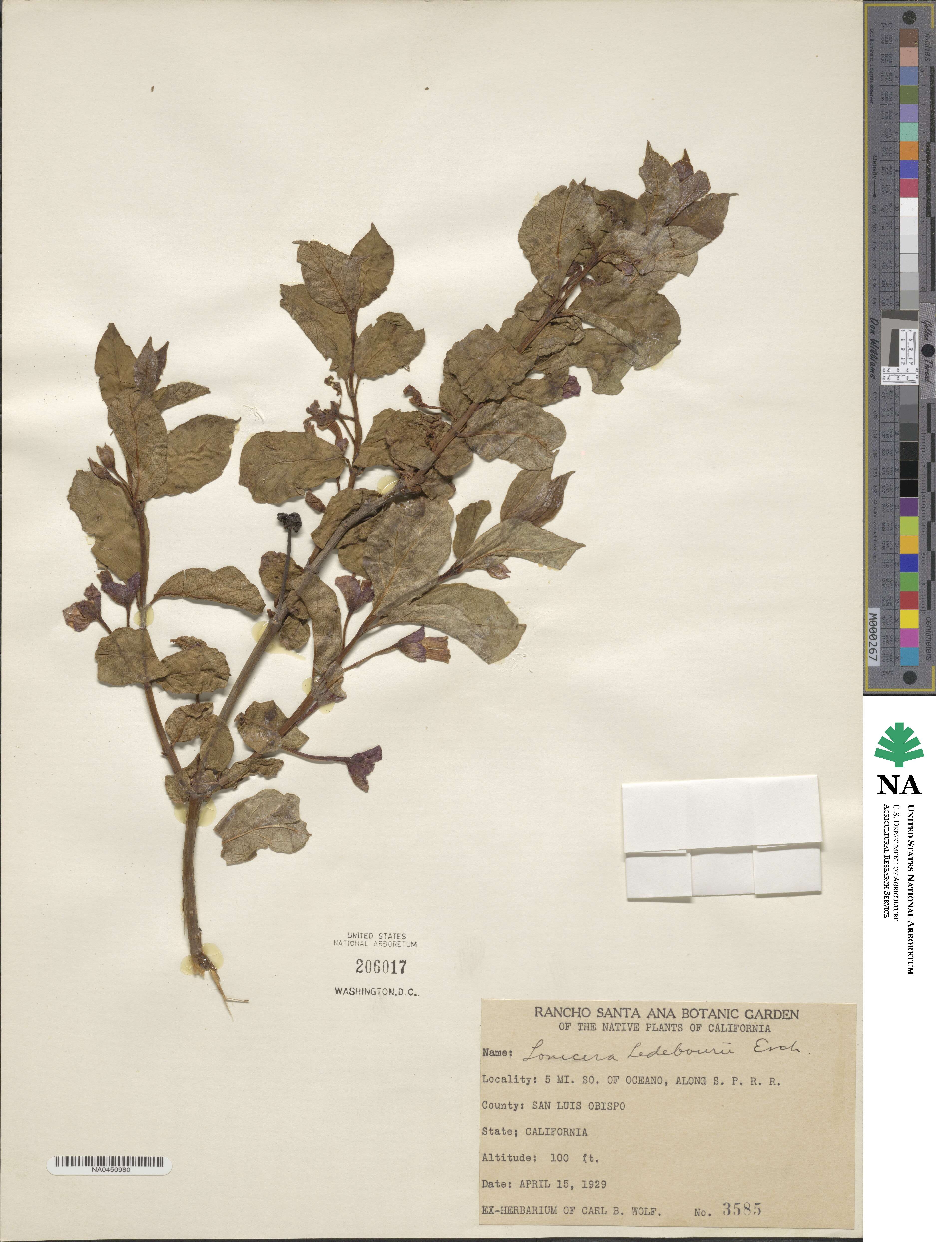 Lonicera involucrata var. ledebourii image