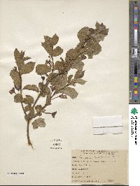 Lonicera involucrata image