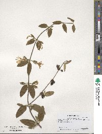 Lonicera japonica image