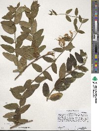 Lonicera japonica image